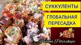 Суккуленты.  Глобальная пересадка.