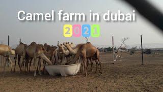 CAMEL FARM IN DUBAI / Jayson Abejar