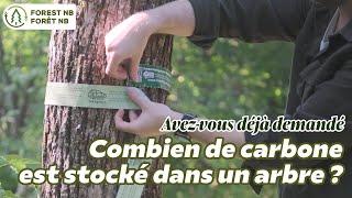 Combien de carbone est stocké dans un arbre ? Découvrez-la avec cette règle de stockage du carbone !