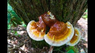 Brewing Reishi mushroom tea in the woods. Bushcraft stove from Uberleben and Kuksas. #shorts