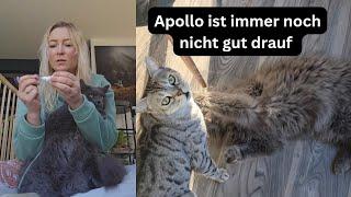 Apollo ist zwar sehr aktiv aber immer noch ziemlich sauer auf Cosmo