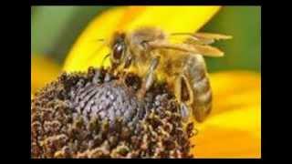 Surah Al-Nahl (The Bees) Sheikh Khalid Al-Jileel