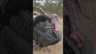 " 10 Fascinating Facts About Turkeys You Never Knew! " #facts #naturelovers #animals