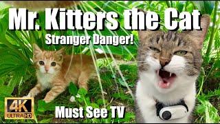 Mr. Kitters the Cat  Must See TV presents Stranger Danger 