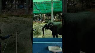 Как помыть слона? #слон#elephant #phuket#пхукет #shorts #shelter #animals #show