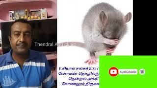 Rat control methods in Tamil/Thendral Agri clinic/இந்த டெக்னிக் தெரிந்தால் எலி தொல்லை இனி இல்லை