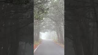 해무속에 걷는 길#삽시도#삽시도일상#아름다운섬#섬#섬여행#안개길#밤섬