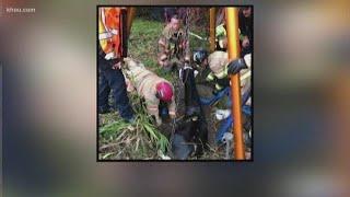 Houston firefighters rescue horse out of sewer hole