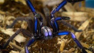 Aktualizacja oraz strefa macro samic Chilobrachys sp. electric blue,  ELEKTRYCZNE PIĘKNOŚCI!