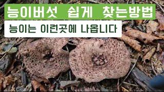 능이버섯 자생지 누구나 쉽게 찾는방법 / 지역별 나오는시기 /  #능이버섯산행 #능이버섯