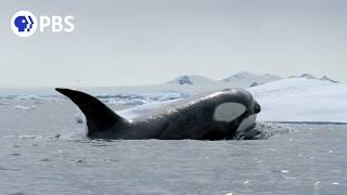 Expedition Killer Whale | PBS Nature Documentary