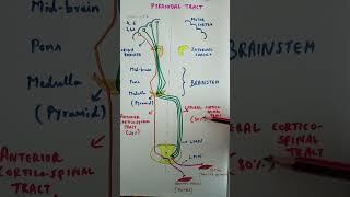 Pyramidal tract / Corticospinal tract #medicinemadeeasy #physiology #CNS #summary #pathways