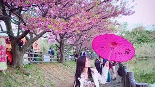 Sakura (CherryBlossom )|Japan|Bmoc19 Brent