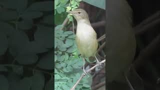 Blyths Reed Warbler In My Backyard #birds #shorts