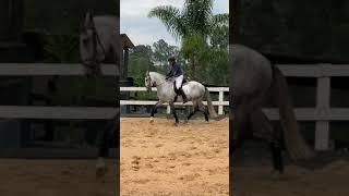 Nefher e Vagner inicio de passage - Cavalos puro sangue Lusitanos - Coudelaria aguilar