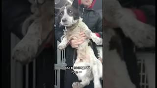 Песик, спасённый за 2 часа до усыпления, спустя полгода