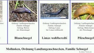 Mollusken, Ordnung Landlungenschnecken, Familie Schnegel mollusca Bierschnegel Blauschnegel Rum