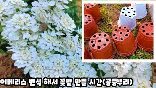 이메리스 부자되는 시간(공중뿌리 총정리)