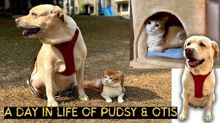 A day in life of Pudsy & Otis | Pets Vlog | NilJam