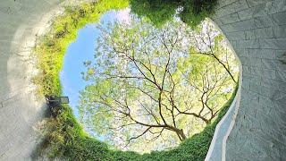 #9  Singapore-》Last Day Part 2 Fort Canning Tree Tunnel 