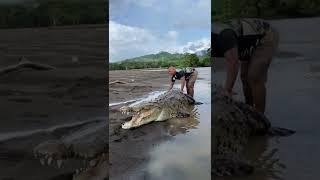 Uno de los cocodrilos más grandes que tenemos en el Río Tárcoles