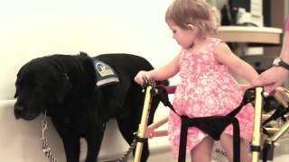 Ansley's Career as a Therapy Dog: A Look Back