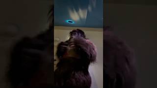 Harambe Lives!!!  #hhn #horrornights #halloween