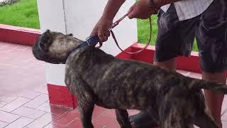 Goliat presa Canario de 4 meses.