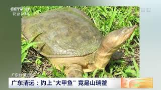 [中国三农报道]广东清远：钓上“大甲鱼” 竟是山瑞鳖|农业致富经 Agriculture And Farming