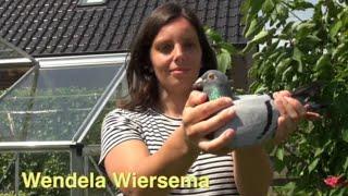 The important steps to become a pigeon master by Wendel Wiersema