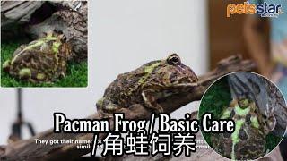 Pets Star Pacman Frog / Basic Care / 角蛙