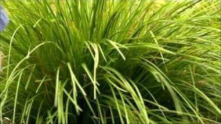 Lomandra and Dianella In Rock Gardens - Plants That Survive The Heat | On The Garden Gurus.