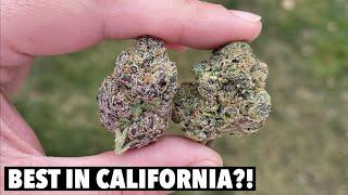 BEST WEED IN CALIFORNIA?