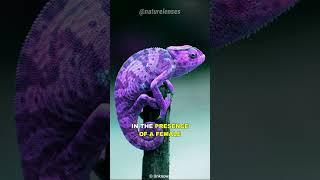 How Chameleon Changes Color