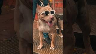 දැන්නම් මුකුත් මට පෙන් නෑ  - Pet Life lk #shorts #viral #pitbull