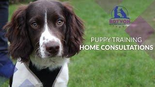 Puppy Training Home Consultations with Royvon