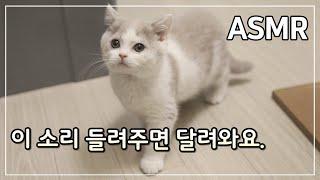 고양이 부르는 소리, 아기 고양이 울음 소리 1시간 [Cat calling, ASMR]