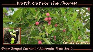 Growing Bengal Currant from Seed: Karonda Fruit (Carissa Carandas)