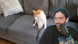HasanAbi reacts to Couch Gives Birth To A Cat | Daily Dose Of Internet