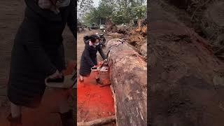 Amazing Video ! Make wood to be anything 2022 ​! #woodworking #wood #short37