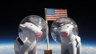 Dairyland Electrical Industries - Cows in Space