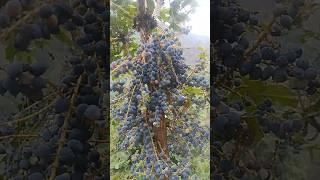 ab yasko sijan ayo hai sathiharu #viralvideo #love #nepalifood #minivlog #natural