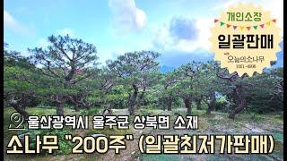 '소나무 200여주' 소유주 직거래  010-4503-3987 ㅣ광고문의 : 오늘의 소나무 1661-4998