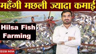 पैसे वाली मछली | Hilsa Fish Farming Explained | Best fish farming | profitable fish | hilsa machli