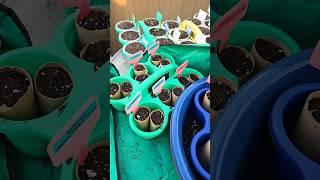 S-219: Backyard Shenanigans - Re-Sowing Fall Seeds ... AGAIN | October 2024