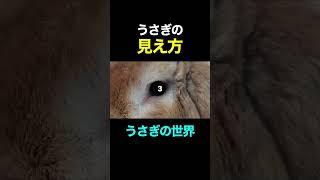 衝撃！うさぎの目の見え方はこんな感じです。