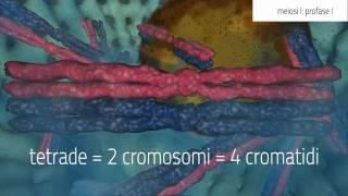 La meiosi: profase 1