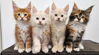 100 Days of Maine Coon Kittens Growing Up!