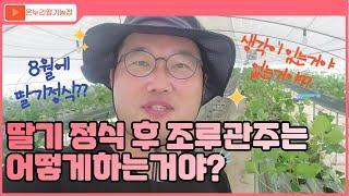 딸기정식 후 조루관주는 어떻게하는거야?