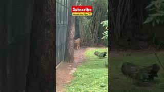 Mysore zoo Park Tiger Mysuru zoo Karnataka #zoo #karnataka #mysore #park #tiger #shorts #short